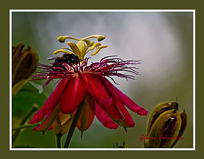 bee in the passion flower