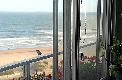 Sparrow with Ocean View
