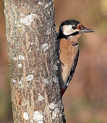 Dendrocopos major