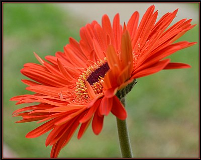 Orange Flower