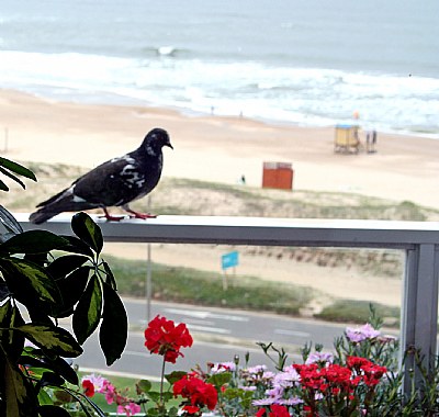 Balcony, Beach & Bird