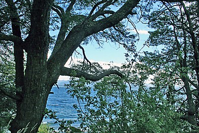 Trees & Lake