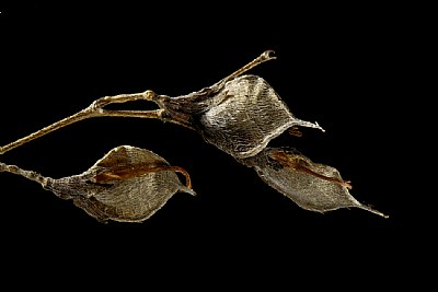 lespedeza seed 4