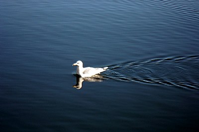 Seagull