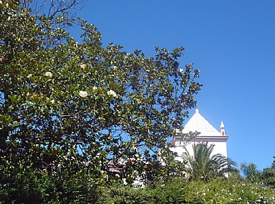 Magnolias & Tower