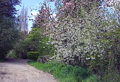 Road & Flowers