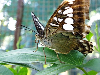 Pasig Butterfly