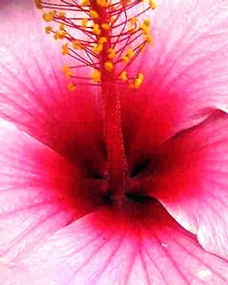 Pistil