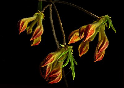 summer revisited- wild flame  azalea bud