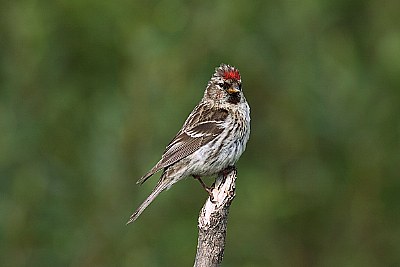 Redpoll