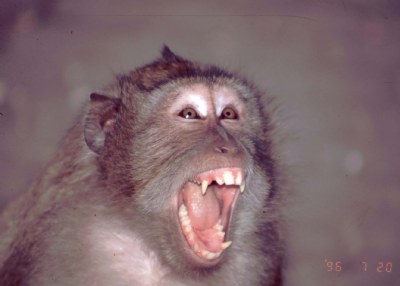 Screaming monkey