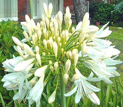 African Lily Plus