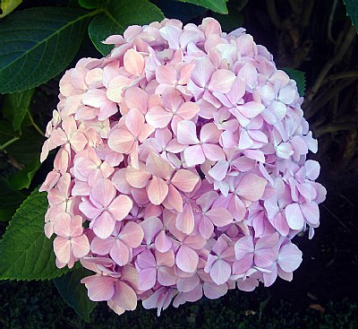 Hortensia