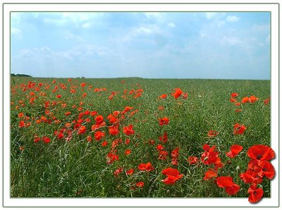 Poppies