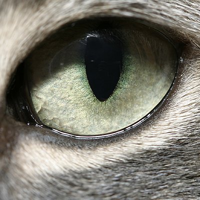 cat's  eye