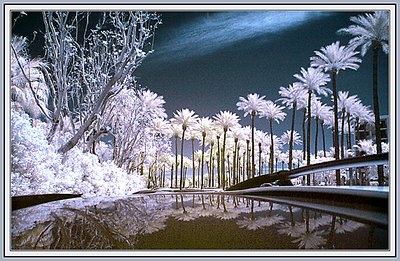 Blue Palm Trees  Infrared Toned Digitally