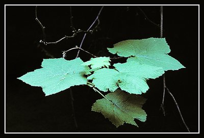 Green  Leaves