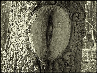 the vulva tree