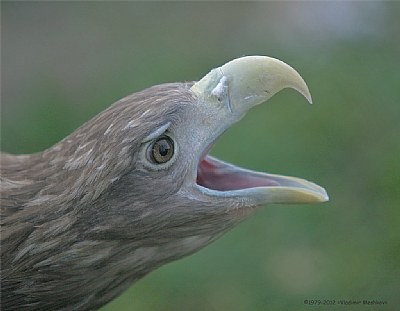 Steppe Eagle