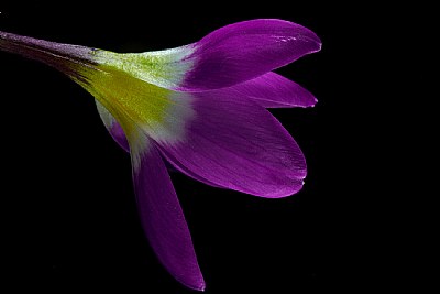 purple/yellow crocus