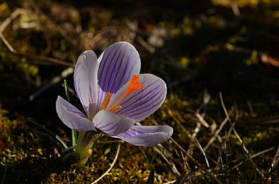 striped crocus amid winter residue