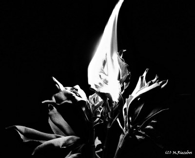 Fire flower II