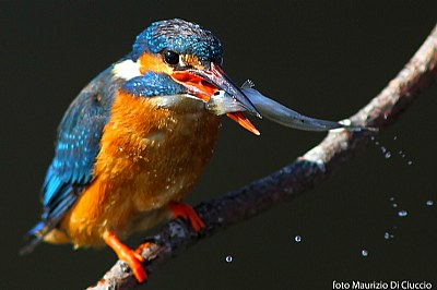 the king fisher