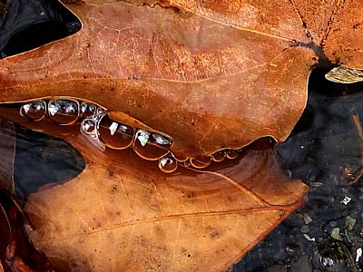 leaf & water