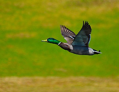 Fast Mallard