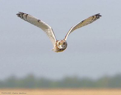 Marsh Owl.