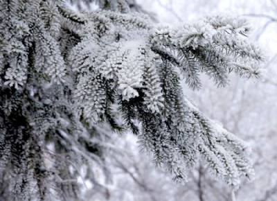 Frosty Spruce