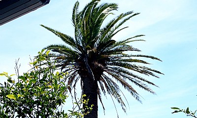 Sky & Palm Tree