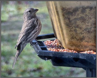 At the feeder III