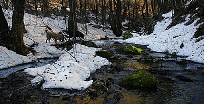 Remnants of winter