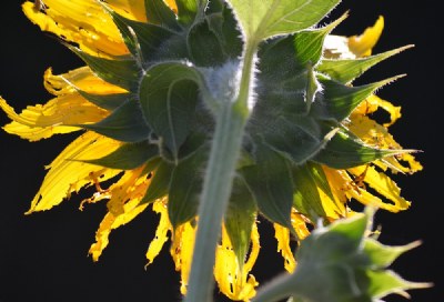 Sun and Flower