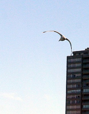 Seagull & Building
