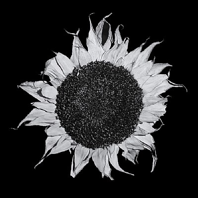 Dried Sunflower No.1