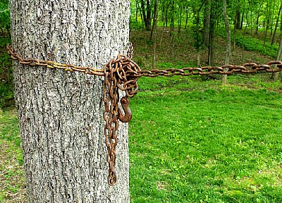 chained tree