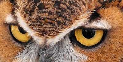 The Eyes Of An Owl