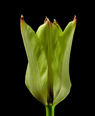 tulip textures