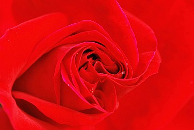 Red Rose.