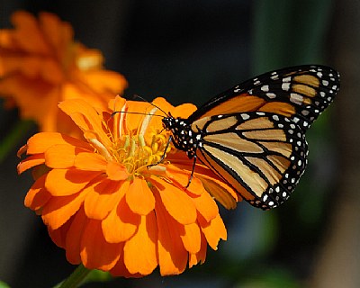 Monarch