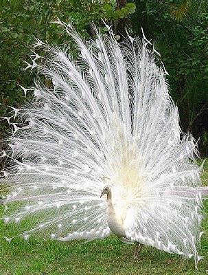 White Peacock