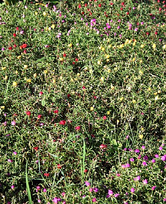 Lttle Wild Flowers