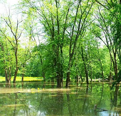 water tree