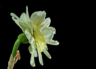 many layered white daff