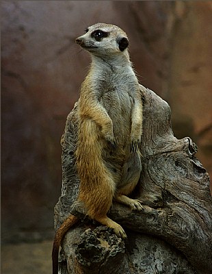 Meerkat