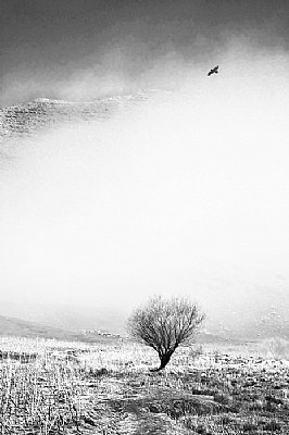  A Tree, A Bird, A Mountain