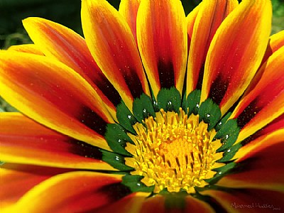 Prairie Sunflower