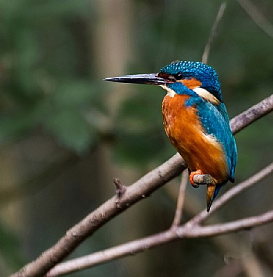 Alcedo atthis